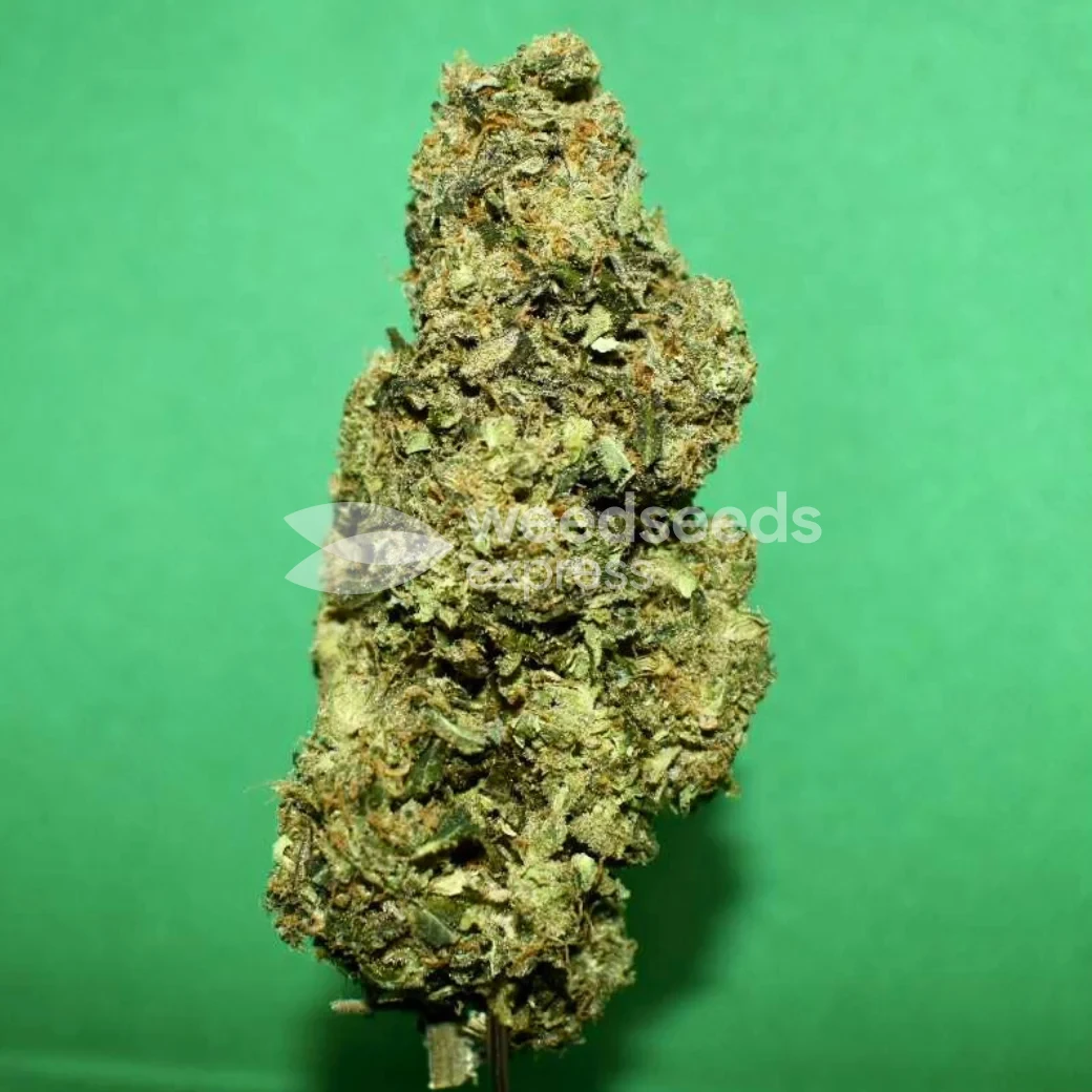 Lemon Auto by WeedSeedsExpress grown by PEAKYPLANTERS